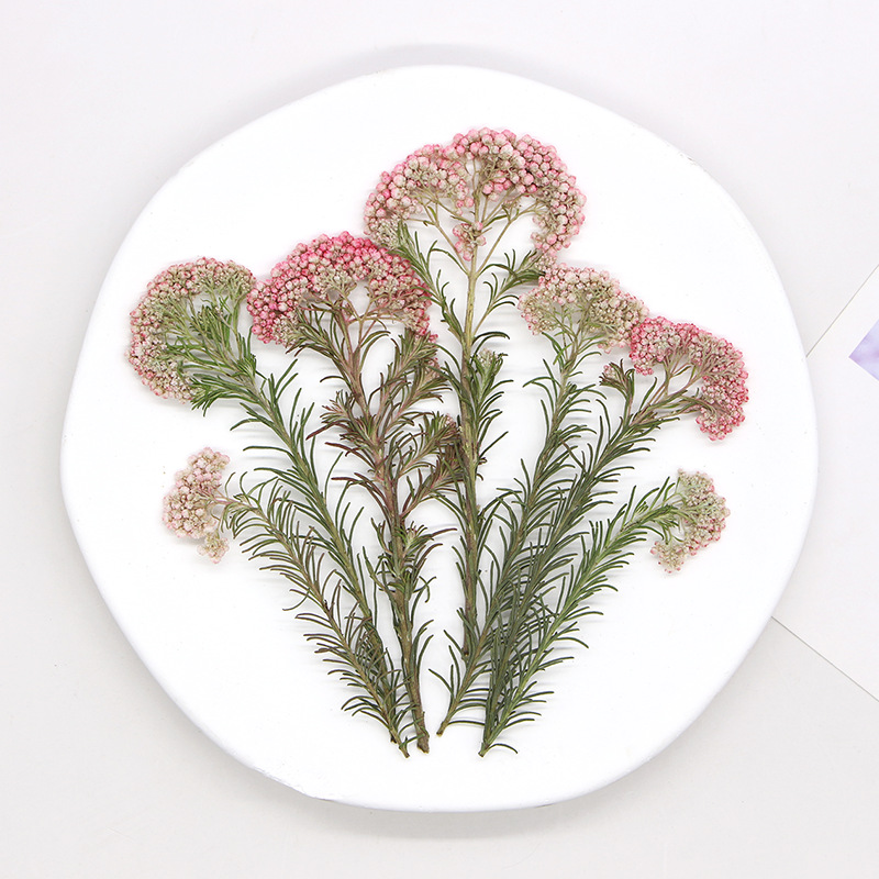 12pcs,Nature Millet flower bra - Dried Flower Bookmark 评论和价格