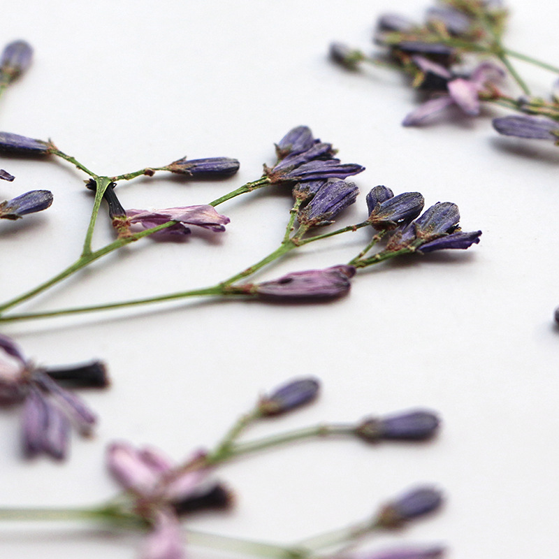 60Pcs Neem Tree Flower Branche - Dried Flower Bookmark 评论和价格