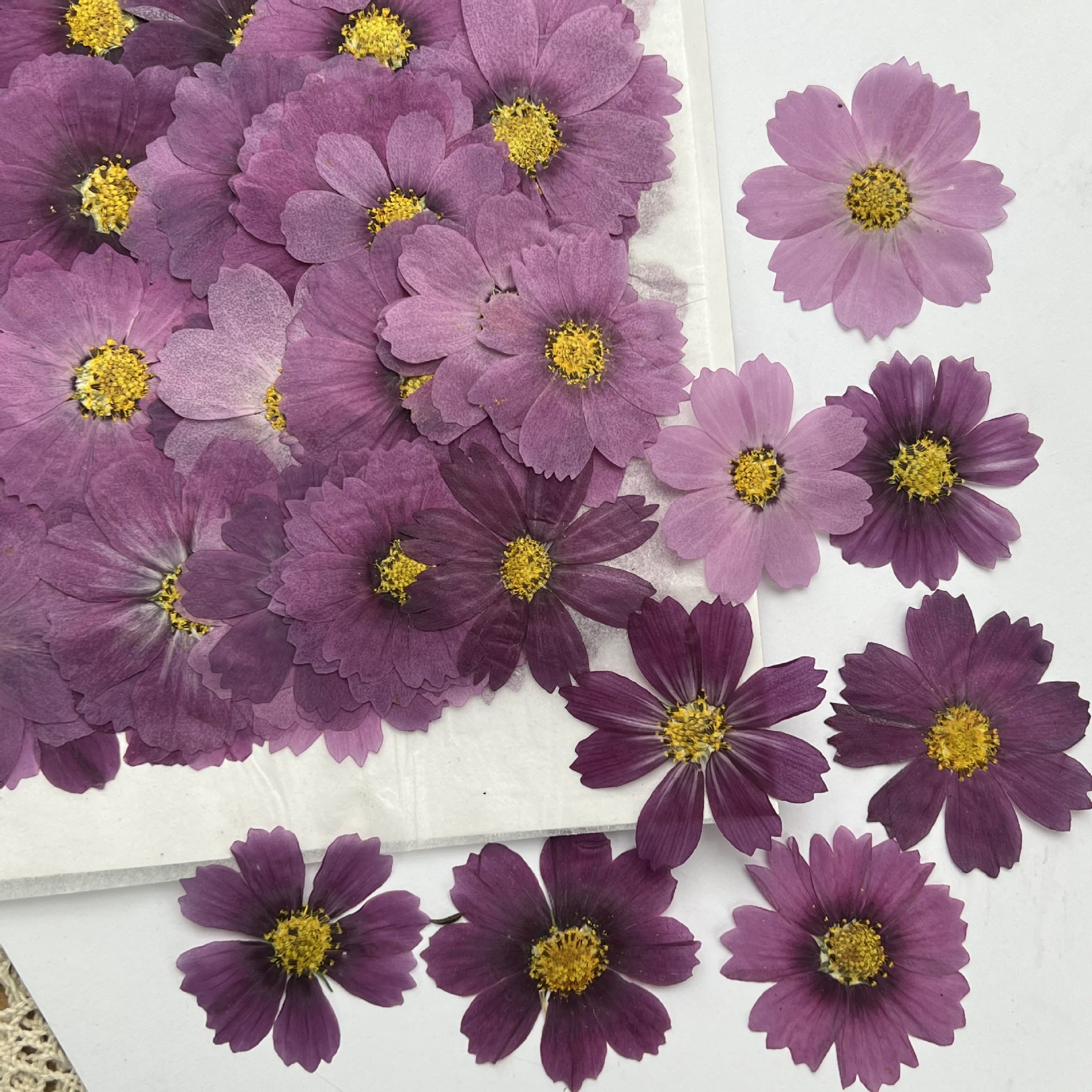 100Pcs Cosmos Dried Flower Pre - Dried Flower Bookmark 评论和价格
