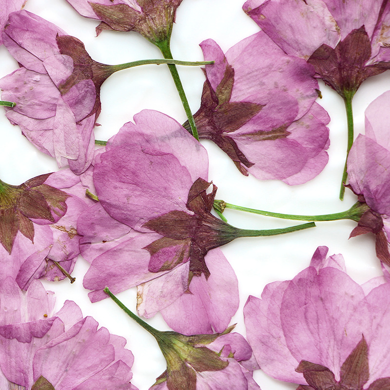 36Pcs Natural Dried Flower Pre - Dried Flower Bookmark 评论和价格