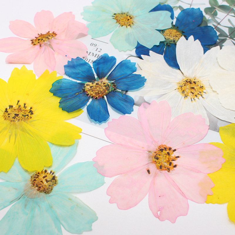 36Pcs Large Cosmos Flower Drie - Dried Flower Bookmark 评论和价格